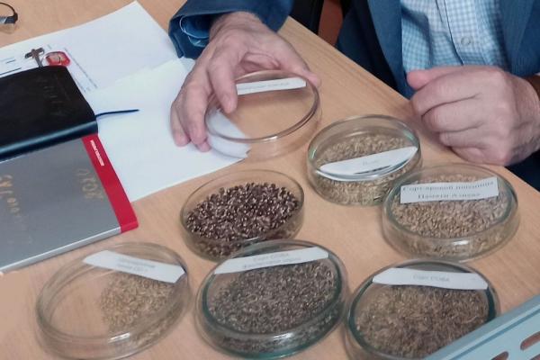 Омские селекционеры вывели новые сорта пшеницы, которые помогут повысить иммунитет