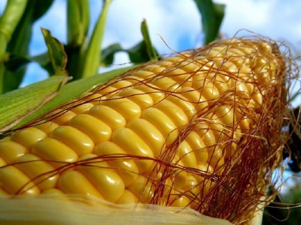 Генно-модифицированная кукуруза оказалась безопаснее натуральной 