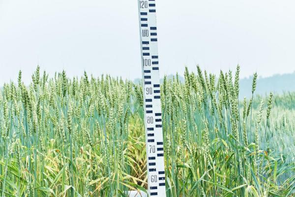 В России появятся продукты, заменяющие лекарства