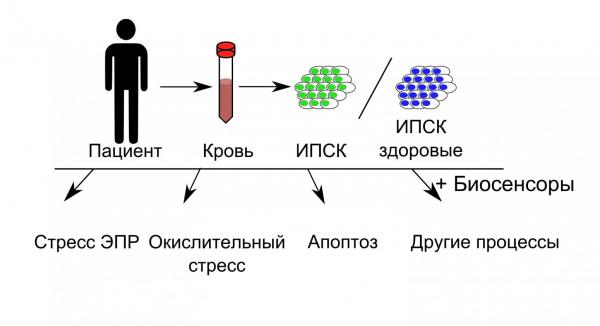 Генетически кодируемые биосенсоры помогут в изучении механизмов развития заболеваний