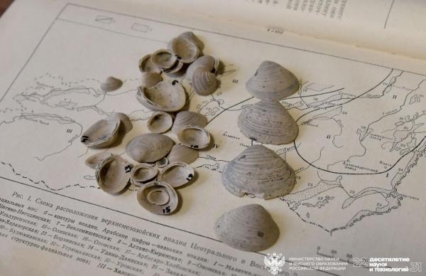 Ученые нашли в Сибири новый вид ископаемых моллюсков