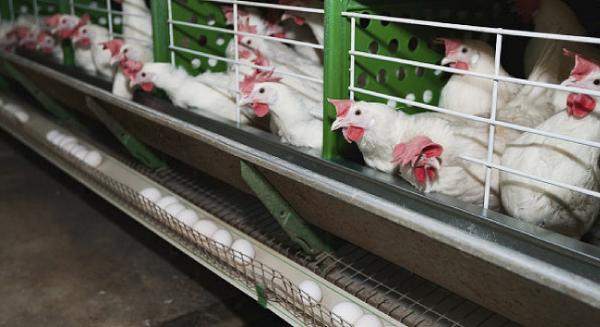 Мэрия Новосибирска, во избежание роста цен на мясные продукты, усаживает за стол переговоров производителей и ритейлеров