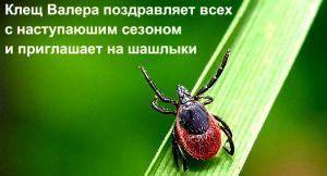 . Ежегодно на пункты серопрофилактики приходят около 500 тысяч пострадавших от укусов клещей