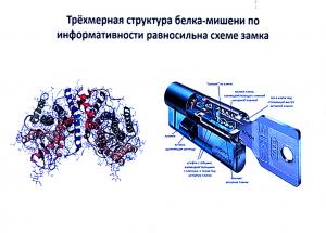 Сначала строится модель белка-мишени, а затем, подбирать химическое соединение, которое блокировало бы его работу