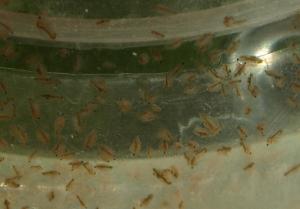 Отряд Cladocera включает в себя сотни видов мелких ракообразных, населяющих самые разные водоемы нашей планеты