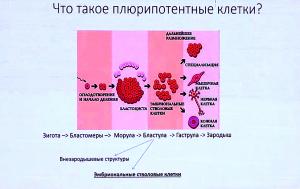 «Палочкой-выручалочкой» для ученых стали плюрипотентные (стволовые) клетки, прорыва в изучении которых удалось достичь только в нашем веке