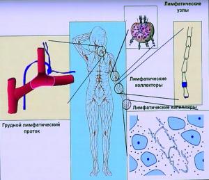 Основные элементы лимфатической системы