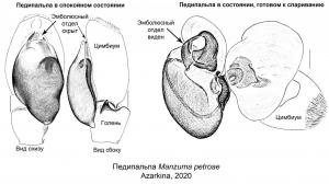 Представители нового рода Manzuma отличаются от своих собратьев строением половой системы