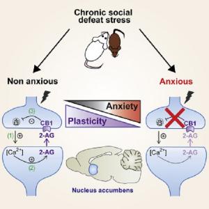 Модель chronic social defeat stress model of depression создана на основе работы Кудрявцевой и ее коллег, но сейчас ее авторы предпочитают об этом не вспоминать