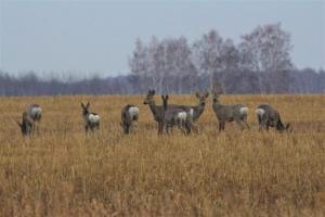 Сибирская косуля на кормовых полях заказника