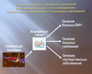  ученые научились получать стволовые клетки и редактировать геном