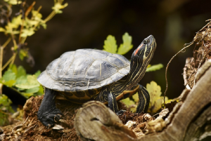 Красноухая черепаха Trachemys scripta elegans