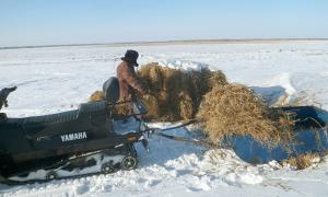 В целях сохранения зимующих популяций косули нами была применена новая биотехническая стратегия по насыщению кормовыми ресурсами ареала обитания этого вида