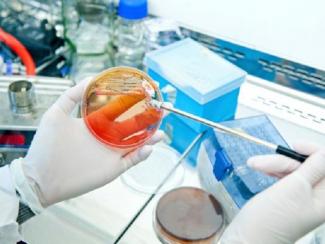 Какие возможности открывает генетика для современных промышленных биотехнологий