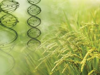 Ученые ИЦиГ СО РАН проводят работу по анализу пангеномов сельскохозяйственных растений Ученые ИЦиГ СО РАН проводят работу по анализу пангеномов сельскохозяйственных растений