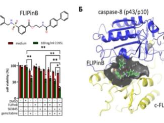 Разработка ученых ИЦиГ СО РАН повышает вероятность программируемой гибели клеток и может снижать риск лекарственной устойчивости