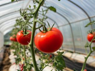 О положительном значении углеродных выбросов для сельского хозяйства