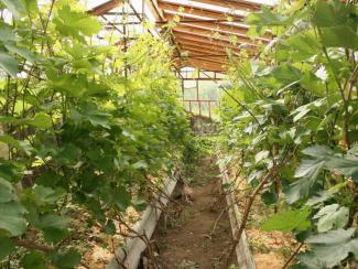 Виноградные плантации начинают захватывают «водочный пояс» Европы