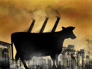 Западные генетики нацелены создавать «эффективные» породы крупного рогатого скота с пониженным выделением метана
