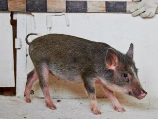 Сибирских мини-пигов готовят к донорству временных органов для человека