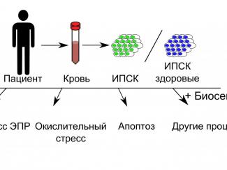 Генетически кодируемые биосенсоры помогут в изучении механизмов развития заболеваний
