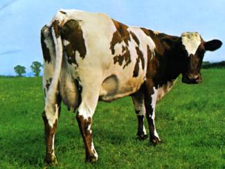 Радикальные борцы с глобальным потеплением против тех, кто ест мясо