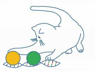 Новосибирские биоинформатики разработали уникальный программный комплекс